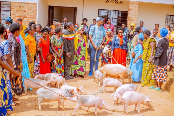 Humuriza Tamari Empowers Young Mothers Through Pig Distribution in Muhanga District